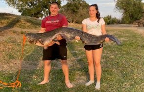 улов деца извадиха марица двуметров сом