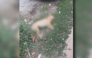 убити бездомни кучета хвърля отрова четириногите пазарджик