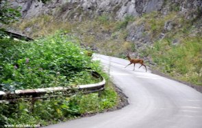 пуснаха движението пътя кръстова гора