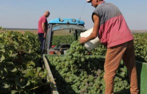 лозари похвалиха гроздовата реколта неочаквано добра
