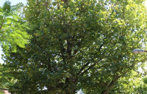 три вековни дървета историческата част софия обявени защитени снимки