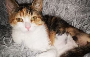 варненка намери улицата 100 лева дари ранено коте