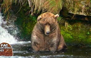 Кафявият мечок се утвърди като най тежък сред събратята си в