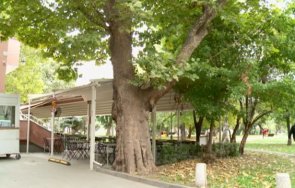 обявиха защитени три вековни дървета софия