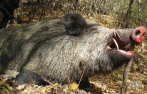 закопчаха брaкoниeр убил глиган ласо брaдвa