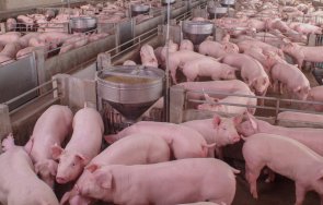 изтича срокът пари хуманно отношение свинете