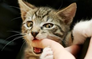 научим котката хапе