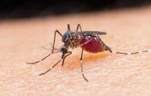 Опасен вид комари които могат да пренасят смъртоносни болести са