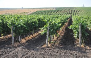 кризата родна компания инвестира лозя