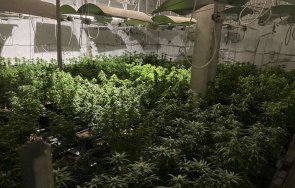 двама задържани акция наркооранжерия септемврийското ветрен дол снимки