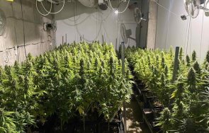 двама задържани акция наркооранжерия септемврийското ветрен дол снимки