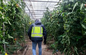 данс лови нелегални украинци берачи домати първомай