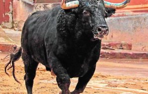 мъж загина време надбягване бикове испания