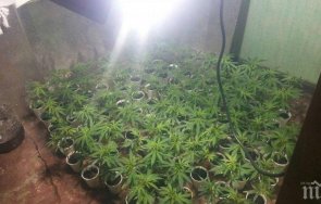 магистратите преразгледаха присъдата баща син отглеждане марихуана