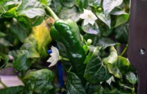 отгледаха първата реколта люти чушки космоса