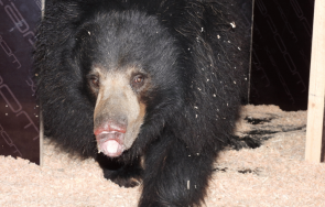 бърнестата мечка шрея пристигна софийския зоопарк