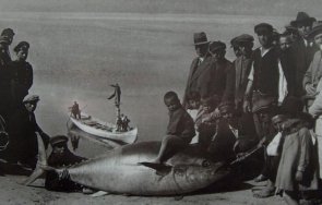 Несебърски рибари уловиха тунец малка риба тон която от години