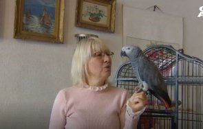 спасителна акция изгубеният папагал джаро кацна агенция митници