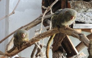 войката мармозетки джуджета в сектор Примати на Столичния зоопарк