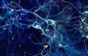 откриха уникални клетки мозъка