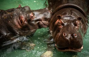 Два хипопотама с хрема в зоологическата градина в дадоха положителни