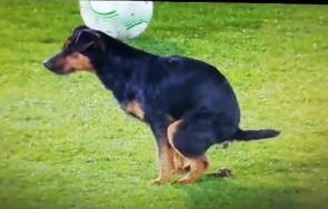 Куче Партизан 