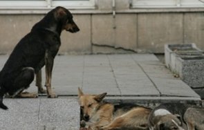 изпратиха германия кучета столичния приют