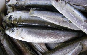 Диетолози твърдят че най полезните морски риби през зимата са скумрията