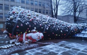 силният вятър бутна метровата елха габрово