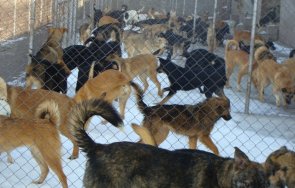 ученици дариха храна постелки приют кучета