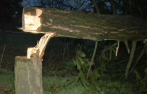 Вандалско отсичане на дърво скандализира плевенското село Гулянци 17 метрова с