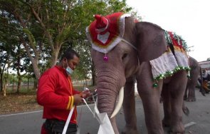 Слонове облечени като Дядо Коледа посетиха училище в Тайланд в