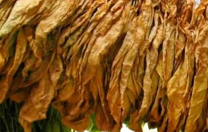 крадат дървесина низи тютюн