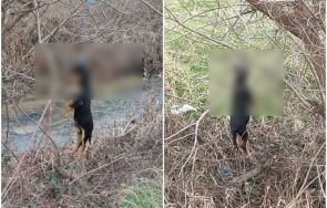 Пореден брутален акт на насилие над животно смрази пазарджишко село