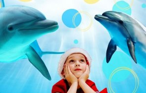 делфинариум варна работи прави представления