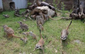 Над 350 000 души са посетили Зоологическа градина в София през