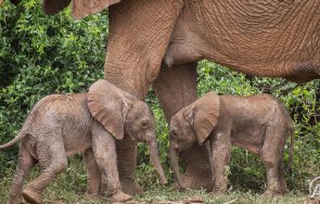 чудо родиха слончета близнаци видео