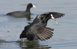 Около 30 000 водолюбиви птици в района на Северното Черноморие