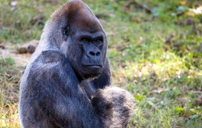 Ози най възрастната мъжки горила в света почина на 61 години
