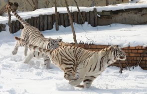 Зимният сезон винаги е предизвикателство казват служителите на Софийския зоопарк