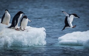 пингвините ключови индикатори климатичните промени антарктида
