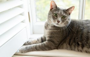 запознайте новата котка семейство байдън снимки