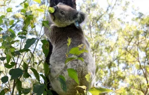 Австралийските коали вече са застрашен вид предава Скайнюз Според данни на