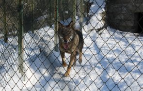 Мъжкият вълк в зоопарка разположен в лесопарка Кенана край Хасково е избягал от