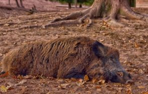Откриха случаи на африканска чума по диви прасета в Пернишка