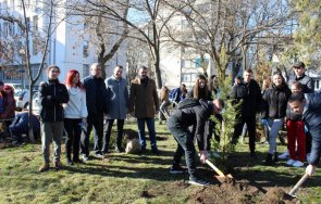 Красиви иглолистни дръвчета засадиха единайсетокласници от Хуманитарната гимназия Св св