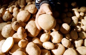 Картофопроизводителите в България са готови на стачни действия заради целенасочено