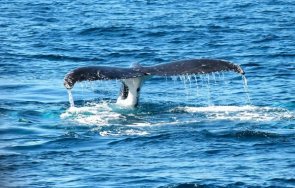 Цели шест вида китове които живеят в Средиземно и Егейско