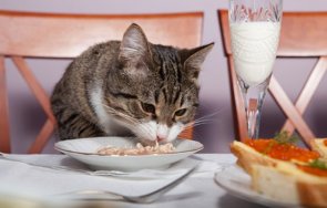 съобразим искаме домашна котка