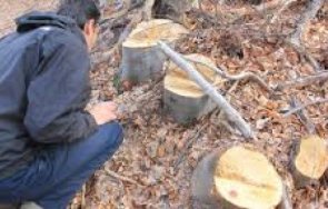 агенцията горите извърши 5000 проверки написа 100 акта